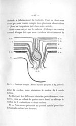 Fig. 2. Testicule ectopié. (Même légende que pour la fig. précéd.) - Titres et travaux scientifiques [...]