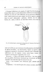 Fig. 10 (schématique), montrant la disposition de l'anneau formé par le diverticule - Titres et trav [...]