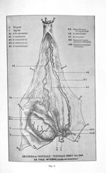 Fig. 5. Artères du testicule : testicule droit vu par sa face interne (d'après nos dissections) - Co [...]