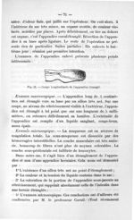 Fig. 21. Coupe longitudinale de l'appendice étranglé - Exposé des titres & travaux scientifiques