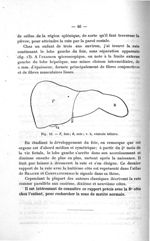 Fig. 13. F, foie ; R, rate ; v. b, vésicule biliaire - Concours d'agrégation, section chirurgie et a [...]