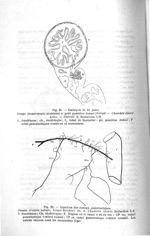 Fig. 26. Embryon de 18 jours / Fig. 28. Injection des canaux pancréatiques - Concours d'agrégation,  [...]