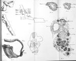 Fig. 21. Embryon de 15 jours. Schéma. Les masses dorsales et ventrale ont été détachées pour bien mo [...]