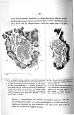 Fig. 33. Un petit îlot du pancréas, représenté en totalité, et entouré de toutes parts de cavités sé [...]