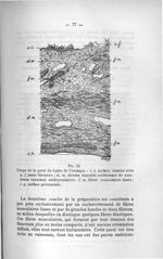 Fig. 24. Coupe de la paroi du kyste de l'onraque - Titres et travaux scientifiques