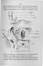 Fig. 2. Circulation artérielle de l'uretère - Titres et travaux scientifiques