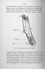 Fig. 3. Circulation artérielle de l'uretère - Titres et travaux scientifiques