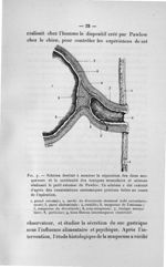Fig. 7. Schéma destiné à montrer la séparation des deux muqueuses et la continuité des tuniques musc [...]