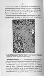 Fig. 29. Portion du pancréas relativement peu altérée - Titres et travaux scientifiques