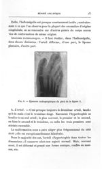 Fig. 3. Épreuve radiographique du pied de la figure 2 - Titres et travaux scientifiques