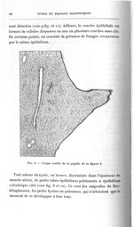 Fig. 9. Coupe isolée de la papille de la figure 8 - Titres et travaux scientifiques
