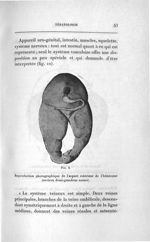 Fig. 8. Reproduction photographique de l'aspect extérieur de l'hémisome (environ demi-grandeur natur [...]