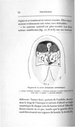 Fig. 9. Organes de la cavité abdominale (schématique) - Concours d'agrégation, chirurgie et accouche [...]