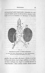 Fig. 10. Disposition du système vasculaire (schématique) - Concours d'agrégation, chirurgie et accou [...]