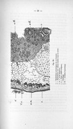 Fig. XI. e. Epithéliums cylindriques de revêtement. e'. Epithéliums avec débris tombés dans la cavit [...]