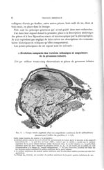 Fig. 1. Coupe totale sagittale d'un sac ampullaire (embryon de 35 millimètres) passant par l'orifice [...]
