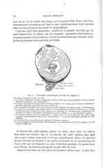 Fig. 5. Décalque schématique au trait de la figure 4 - Titres et travaux scientifiques