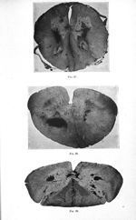 Fig. 27 / Fig. 28 / Fig. 29 - Titres et travaux scientifiques