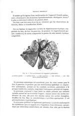 Fig. 41. Vue postérieure de l'appareil pulmonaire - Titres et travaux scientifiques