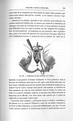 Fig. 24. Dissection du bout antérieur de l'urèthre - Titres et travaux scientifiques