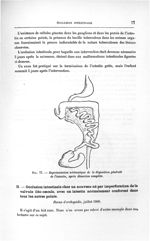 Fig. 77. Représentation schématique de la disposition générale de l'intestin, après dissection compl [...]
