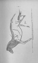 Fig. 42. Détail des chevaux gravés sur le bâton de commandement de l'abri Meige. Teyjat (Dordogne) d [...]