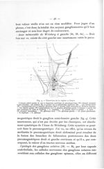 Fig. 9. Dissection de la région coeliaque - Exposé des titres et des travaux scientifiques, mai 1910