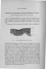 Fig. 1. Coupe longitudinale de la prostate d'un enfant - Exposé des travaux scientifiques