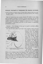 Fig. 9. La capsule surrénale en place normalement - Exposé des travaux scientifiques