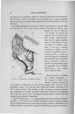 Fig. 10. Les ligaments de la capsule surrénale - Exposé des travaux scientifiques