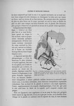 Fig. 11. Attaches supérieures de la loge commune capsulo-rénale chez un foetus de huit mois - Exposé [...]