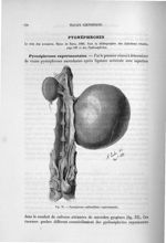 Fig. 31. Pyonéphrose colibacillaire expérimentale - Exposé des travaux scientifiques
