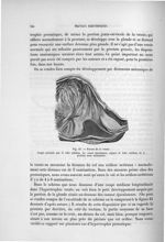 Fig. 41. Forme de la vessie - Exposé des travaux scientifiques