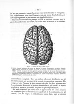 Fig. 6. Cerveau de Royer, faible d'esprit - Notice sur les travaux scientifiques