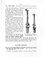 Fig. 8. Comparaison des membres, le fémur étant tordu, et la jambe ramenée au type de l'avant-bras - [...]
