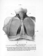 Fig. 9. Muscle sternalis brutorum - Notice sur les travaux scientifiques