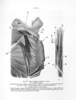 Fig. 10. Types d'anomalies musculaires réversives - Notice sur les travaux scientifiques