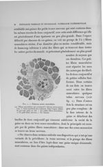 Fig. I. Faisceau neuro musculaire - Exposé des travaux scientifiques