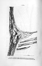 Fig. 47. Cornée du lapin, noeud du plexus nerveux fondamental, montrant le syncytium satellite rétic [...]