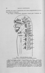 Fig. 4. Schéma des métamères crâniens - Titres et travaux scientifiques