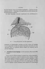 Fig. 7. Coupe antéro-postérieure d'un lobule supplémentaire - Titres et travaux scientifiques