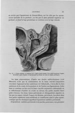 Fig. 12. Coupe sagittale et médiane de la région génito-rectale d'un adulte montrant l'espace décoll [...]