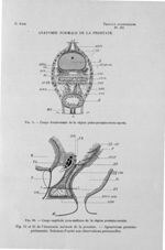 Fig. 9. Coupe transversale de la région pubo-prostato-recto-sacrée / Fig. 10. Coupe sagittale para-m [...]