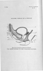 Fig. 11 de l'anatomie normale de la prostate. Coupe sagittale schématique de la région vésicoprostat [...]