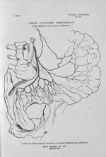 Artères du côlon terminal (branches de l'artère mésentérique inférieure) - Titres et travaux scienti [...]