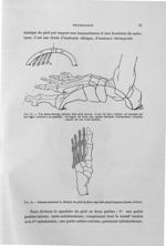 Fig. 15. Vue dorso-latérale interne d'un pied osseux / Fig. 16. Schéma montrant la division du pied  [...]