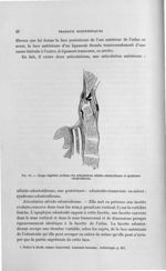 Fig. 19. Coupe sagittale médiane des articulations atloïdo-odontoïdienne et syndesmo-odontoïdienne - [...]