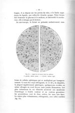 Fig. 15. Aspect de la levure dans les cultures - Exposé des titres et des travaux scientifiques. Mai [...]