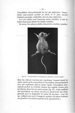 Fig. 17. Souris inoculée de blastomycose - Exposé des titres et des travaux scientifiques. Mai 1920