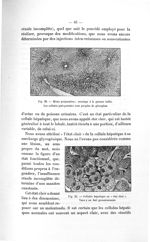 Fig. 20. Même préparation ; montage à la gomme iodée / Fig. 21. Cellules hépatique en «état clair» - [...]